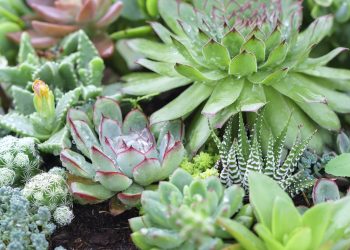 environmental renovations