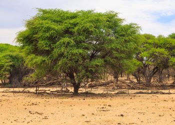 NAR to Plant 215,000 Trees in Idaho National Forests